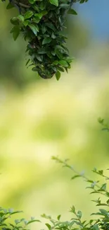 Serene green foliage mobile wallpaper with a nature theme and tranquil ambiance.