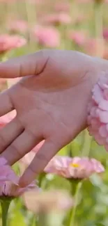 A hand gently touching pink flowers in a peaceful setting.