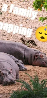 Hippos napping on a sandy riverbank with a calming background.