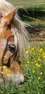 Horse grazing in a field surrounded by yellow flowers.