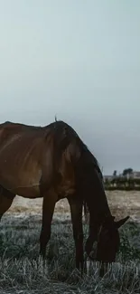 Horse peacefully grazing in a serene open field at dusk.