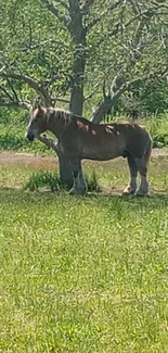 A peaceful horse under a tree in a lush green pasture.