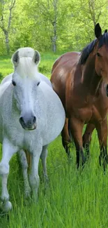 White and brown horses standing in a lush green meadow.