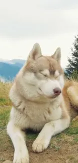 A peaceful husky rests in a scenic outdoor landscape.