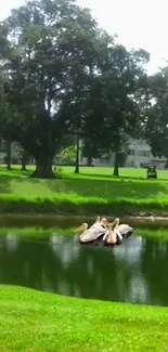 Pelicans gracefully floating on a peaceful lake.