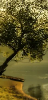 Serene tree by a calm lakeside at sunset.