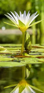 White lily in pond reflecting serene natural beauty.