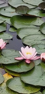 Vibrant pink water lilies floating on lush green lily pads.