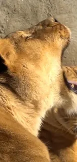 Two lions basking peacefully in sunny golden light.