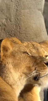 Two lions peacefully resting in warm sunlight.