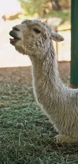 Serene llama resting in a peaceful pasture setting.