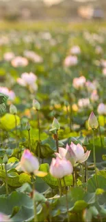 Serene lotus flower field in natural light.