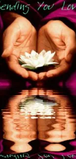 Hands holding lotus with pink reflection.