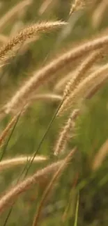 Calming wallpaper with swaying grass blades.