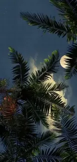 Palm trees silhouette against a moonlit night sky with clouds.