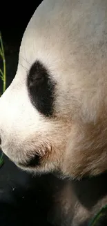 Close-up of a panda bear peacefully eating bamboo with a dark background.