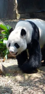 Panda walking in a forested habitat with greenery around.