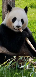 Panda eating bamboo on lush green grass.