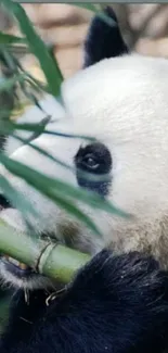 Giant panda chewing bamboo among leaves.