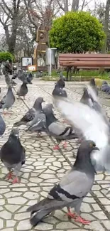 Pigeons gather on a stone path in a lush park setting.