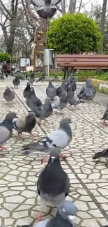 Pigeons gathering on a park pathway.