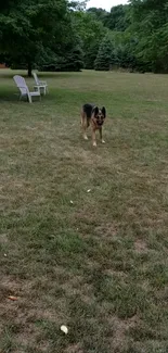 German Shepherd in a peaceful park setting surrounded by greenery.