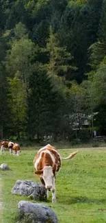 Cows grazing in a lush green field with a forest background.