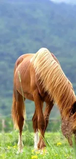 Brown horse grazing in lush green meadow with mountain backdrop.