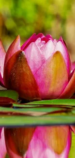 Beautiful pink lotus flower on calm water.