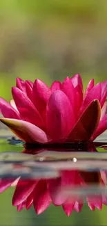 Pink lotus flower reflecting on calm water surface.