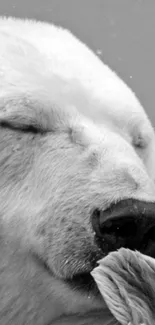 Calm polar bear in black and white