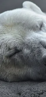 Serene image of a peaceful polar bear resting.