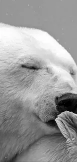 Black and white image of polar bears hugging peacefully in serene nature setting.