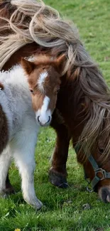 Mother pony and foal grazing in a lush green pasture.