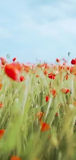 A vibrant poppy field under a soft blue sky, perfect for mobile backgrounds.