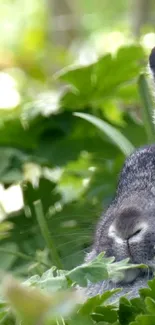 A rabbit nestled in lush green foliage.