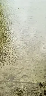 Mobile wallpaper of rain ripples on a pavement, capturing serenity.