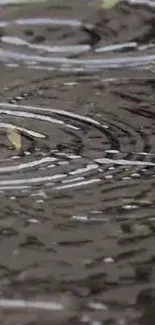 Peaceful raindrops and ripples on water surface wallpaper.