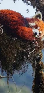 Red panda peacefully sleeping in a tree nest on mobile wallpaper.