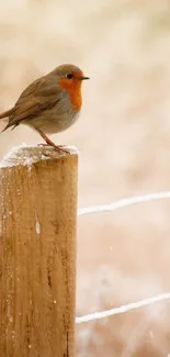 Robin perched on frosty wooden post in serene winter scene.