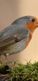 Vibrant robin perched on lush green moss.