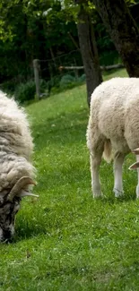 Two sheep grazing peacefully on lush green grass in a serene landscape.