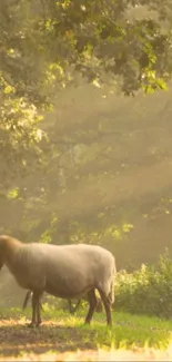 A sheep standing in a sunlit forest glade, surrounded by lush greenery.