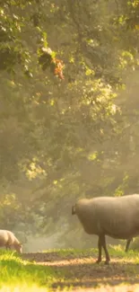 Sheep grazing in a sunlit forest glade creating a peaceful nature scene.