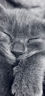 Black and white wallpaper of a peaceful sleeping cat, ideal for phones.