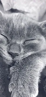 A peaceful grey cat sleeping in soft focus black and white tones.