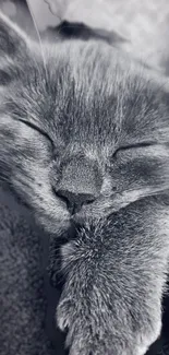 Close-up of a serene gray cat sleeping peacefully in grayscale.