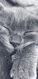 Grayscale wallpaper featuring a sleeping cat, perfect for a peaceful phone background.