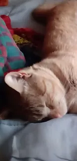 Peaceful cat sleeping on a colorful quilt.