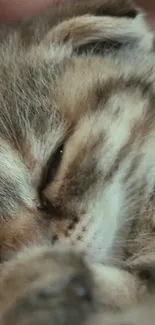 Close-up of a sleeping cat with a calm and serene expression.